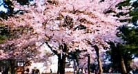 城趾公園の桜