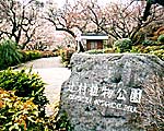 満開の梅！辻村植物公園