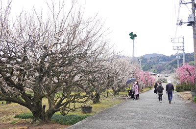 毎年2月〜3月に梅祭りが開催