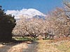 梅まつり
