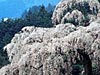 小田原桜まつり