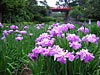 小田原城花菖蒲まつり