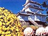 小田原城菊花展
